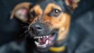 Qué significa que tu perro te gruña y que tenés que hacer, según un adiestrador canino