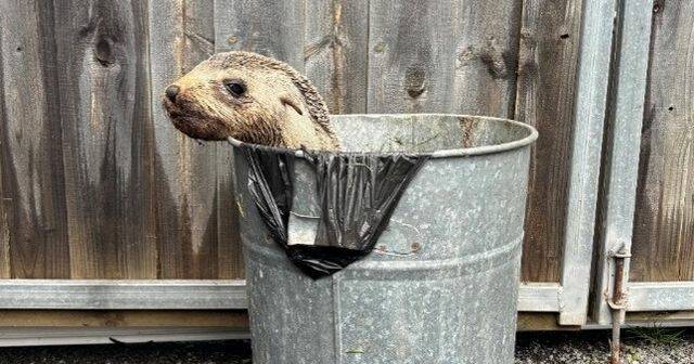 Dumped seal pup found alive in bin at a regional RSL branch
