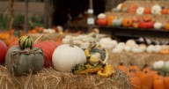 Local pumpkin patch opens with 4.5-acre Sesame Street