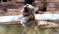 Pollutants altering gut health of India’s wild tigers, warn Hyderabad scientists