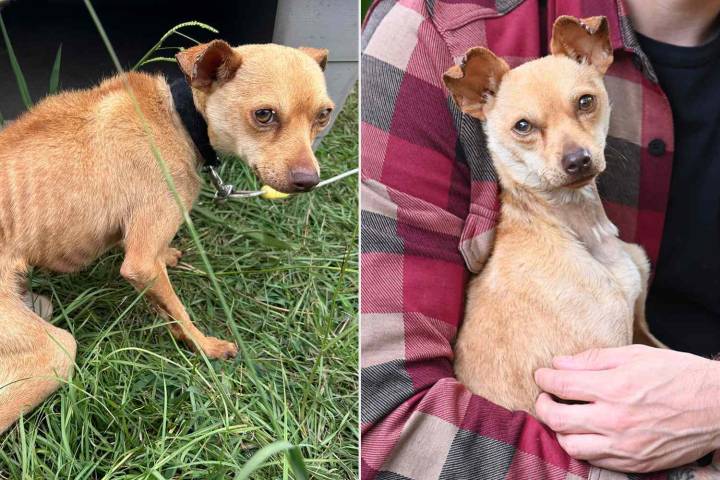 Chihuahua Chained to Trampoline for Months Rescued in North Carolina