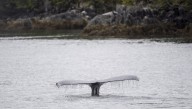 Humpback whale Astroboy is untangled from 140 metres of rope off Vancouver Island