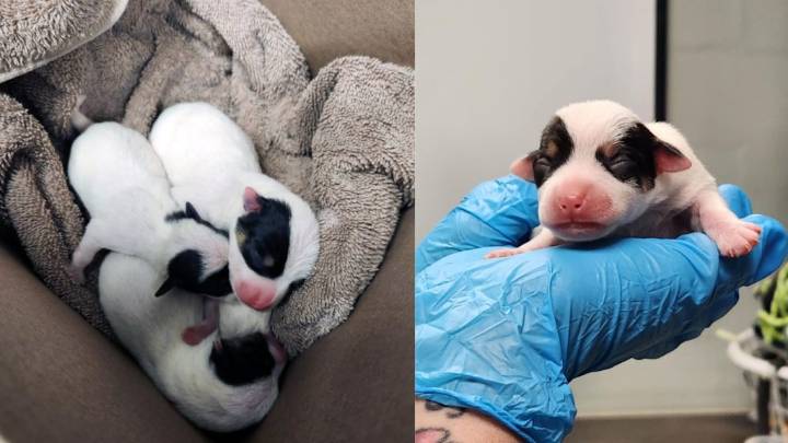 Good samaritan saves puppies left in box along Maryland trail