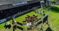 La Expo Bovinos 2025 abre sus puertas en Junín de los Andes