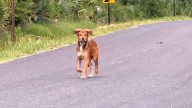 Texas Woman’s Unexpected Detour Leads To A Heartwarming Surprise On The Road