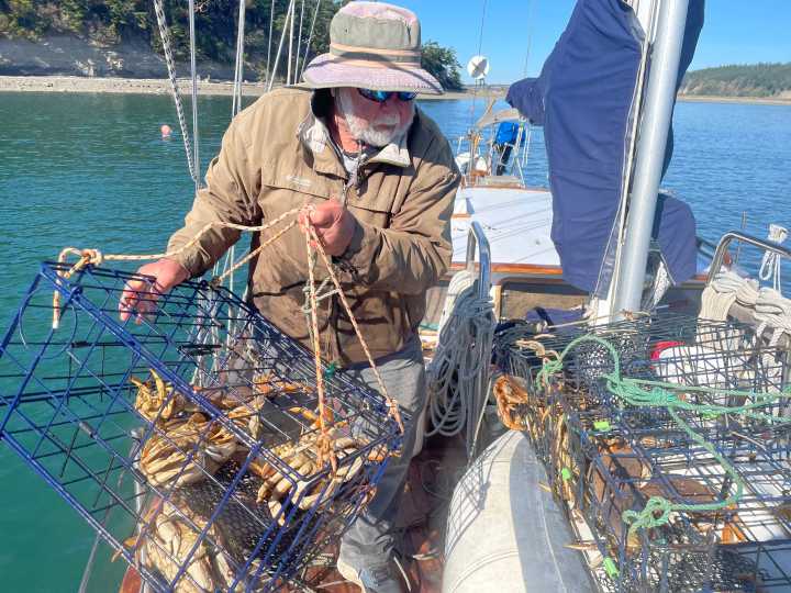 Whidbey crab catch is bountiful