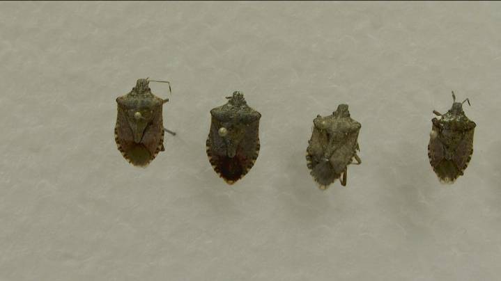 Stink bugs make their smelly return to Arkansas