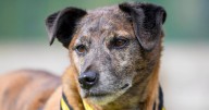 UK's 'loneliest dog' is still looking for forever home after eight years