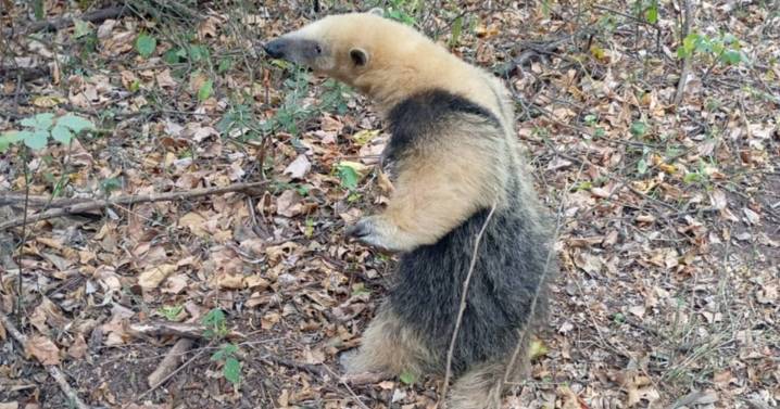 En Metán rescatan y liberan a un oso melero en su hábitat natural