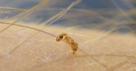 Detectadas hormigas de fuego en Málaga: esta especie invasora puede producir ceguera y es difícil de eliminar