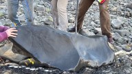 Father and son discover fossilized ichthyosaur skull in B.C.'s Kiskatinaw River valley