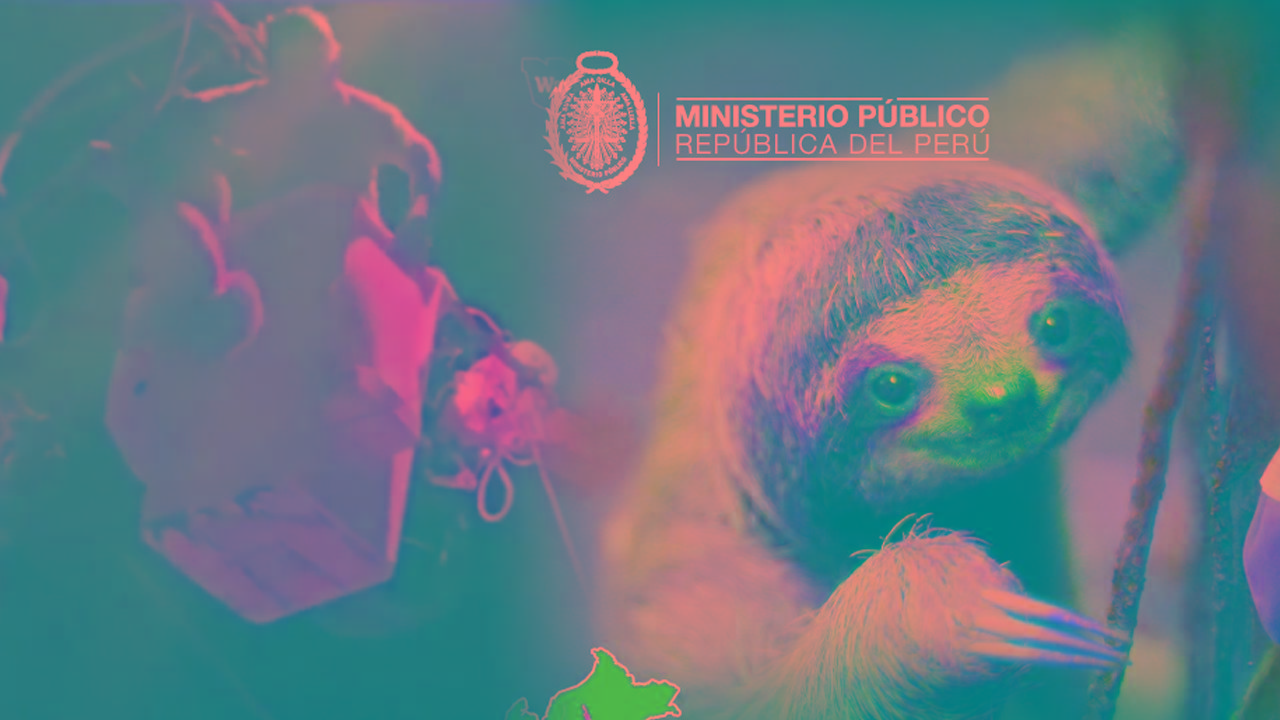 Fiscalía inicia investigación tras caso de crueldad contra oso perezoso