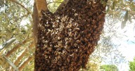 Cuatro ataques de abejas se registran en Mexicali este año