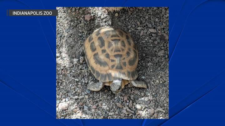 Endangered tortoises stolen from Indianapolis Zoo found safe