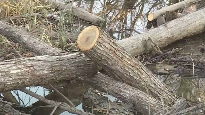 Historic oak tree to be removed from spot on courthouse plaza