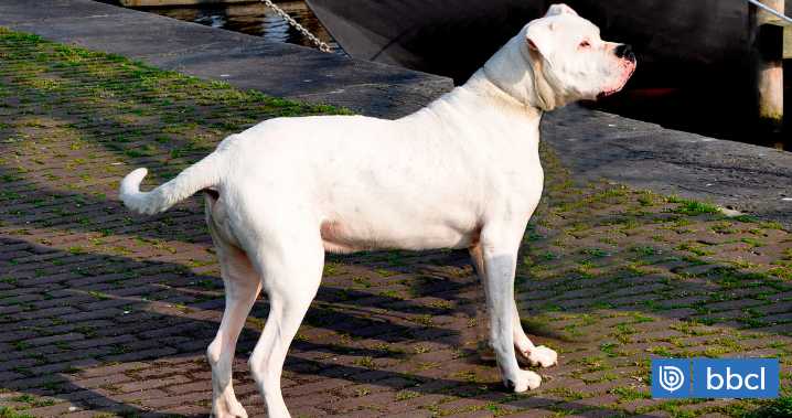 Vecinos de Hualpén denuncian ataques de jauría de dogos argentinos a mascotas: municipio se querelló