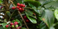 Exportaciones colombianas rompen récord: ventas no mineras crecen más de 21% en 2025