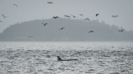 Scientists hope underwater fiber-optic cables can help save endangered orcas