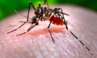 ¿Qué es el virus del chikungunya, que se transmite en EE.UU. por primera vez en años?