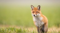 Rabies-positive fox found in north Bexar County