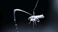 Flying Parasitic Worms Use This Superpower to Ambush Prey Midair