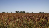 Establecen nuevas normas de comercialización del sorgo argentino para mejorar su posicionamiento mundial