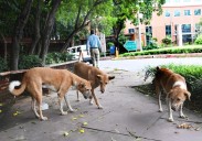 No respect for court’s order; chief secretaries to appear in person, says SC in stray dogs case