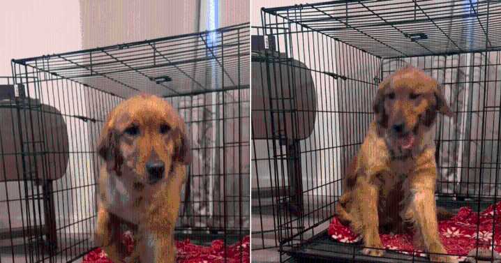 Golden Retriever Dumped for Being “Annoying” Finds Love Again