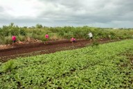 Pondrán en marcha el programa de huertos de traspatio en Yucatán para plantar chiles, tomates y más