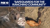 Wolf recovery program faces pushback from Arizona cattle ranchers
