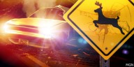 What is the cost of a deer-related car crash?