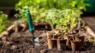 Las 35 semillas que debes cultivar en tu huerto en octubre, según el calendario de siembra