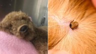 Dozens of pets fighting for life amid alarming surge in tick paralysis cases across southeast Queensland