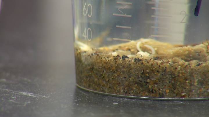 Researchers say traces of herbicide persist in Lake George