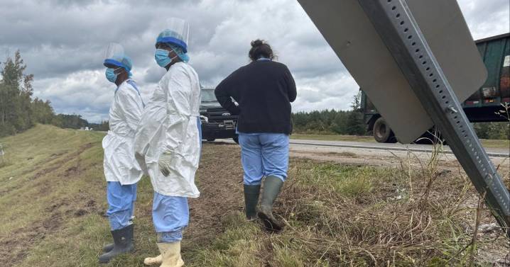Tres monos siguen sueltos después de escapar de un camión volcado en una autopista de Mississippi