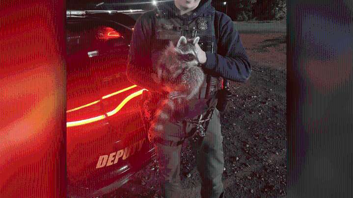 Raccoon causes scare in Stephens County, deputies say