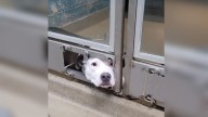Sorrowful Pup In South Carolina Shelter Watches For Someone To Finally Notice Her