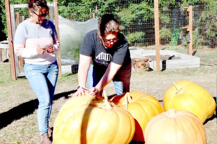 Pumpkin contest