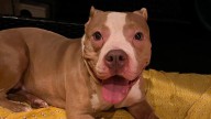 New Jersey Pit Bull Found Tied To Fence Overnight Begins A New Life After Heartbreaking Abandonment
