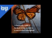 A butterfly with a broken wing receives a transplant