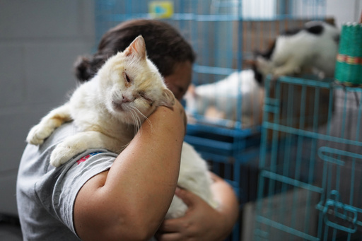 Bukele busca ayuda para atender a los miles de perros y gatos callejeros en El Salvador