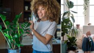 Cinco plantas ideales para personas olvidadizas: no se mueren, aunque pase días sin regarlas