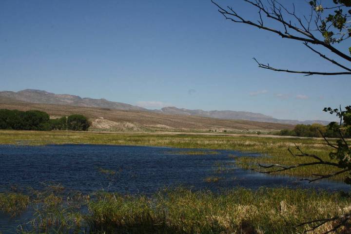 Bird flu in Nevada ducks could spread, officials say