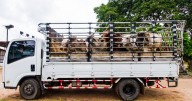 Karnataka Police open fire at cattle transporter in Karnataka