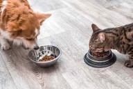 Three Pet Brands Recall Products for Possible Salmonella Contamination
