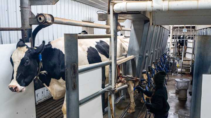 Air, water pollution linked to huge factory farms in Wisconsin, study finds