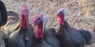 Bird Flu detected in commercial turkey flock in Calhoun County