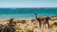 Ruta Azul, una experiencia con sabor a mar y alma patagónica: cuándo es el mejor momento para ir