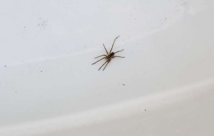 Llega el calor… y también la araña de rincón ¿Cómo prevenir accidentes en casa?
