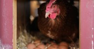 Japan reports bird flu outbreak in north of the country